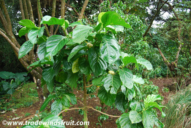 معرفی و راهنمای پرورش درختان میوه - شاه توت هندی